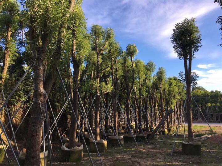 香樟树_福建5公分香樟树苗木批发价格 