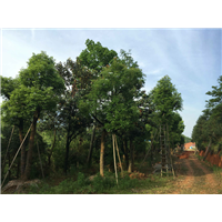 香樟树_云南15公分香樟树苗木种植基地 