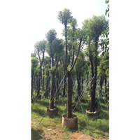 香樟树_贵州10公分香樟树苗木种植基地 