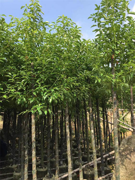 香樟树_福建20公分香樟树苗木供应信息 