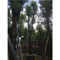 香樟树_福建25公分香樟树苗木种植基地 