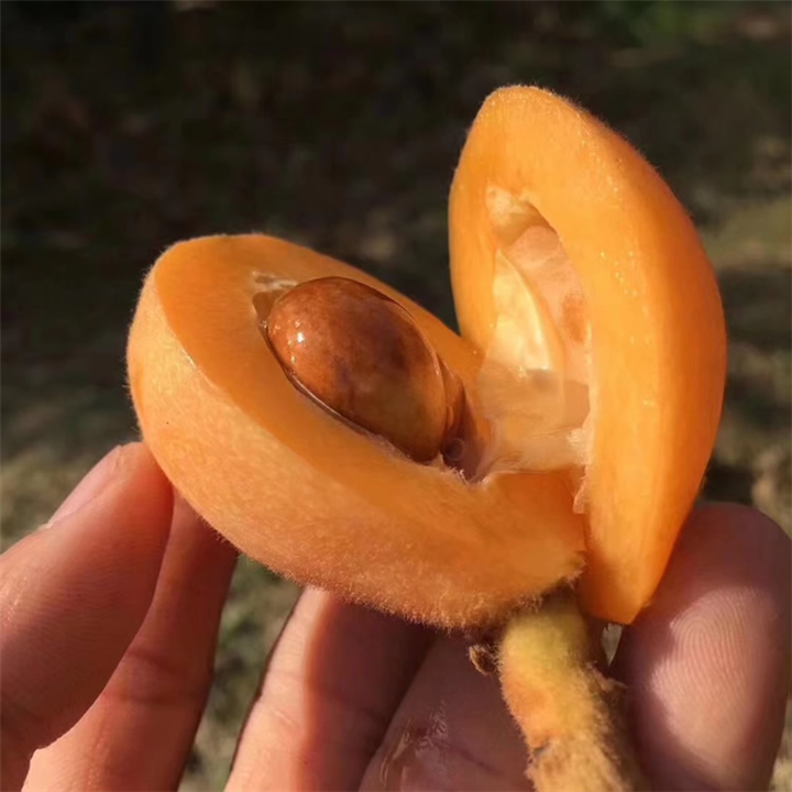 攀枝花米易枇杷价格