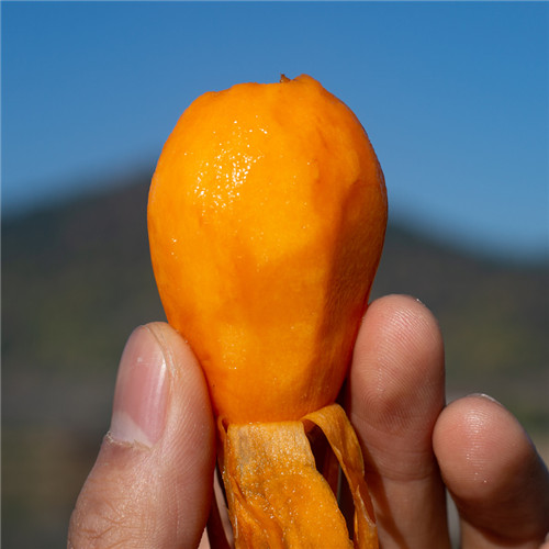 攀枝花米易枇杷基地电话