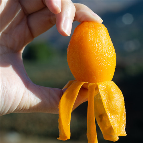 攀枝花米易枇杷批发商