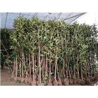 法国冬青绿篱珊瑚种植园