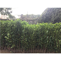 法国冬青绿篱珊瑚种植园