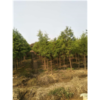 落羽杉种植 