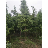 落羽杉种植园 