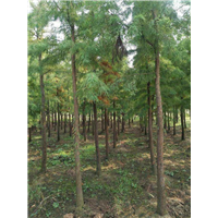 池杉种植 