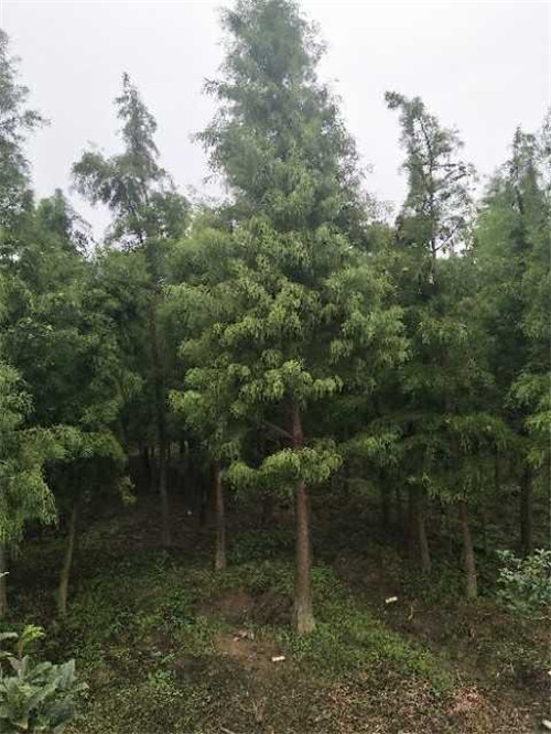 落羽杉种植园 