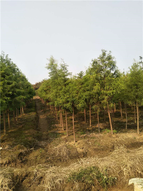 落羽杉种植 