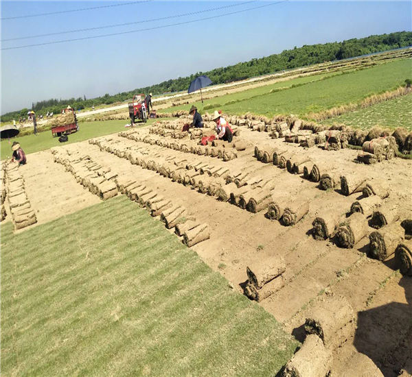海口台湾草皮卷批发基地