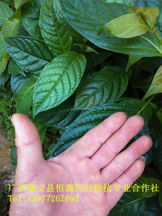 优质培育钩藤苗 