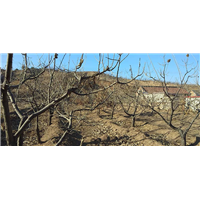 秦皇岛种植基地|青龙满族自治县明辉种植专业合作社 