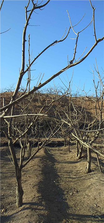 秦皇岛种植合作社|青龙满族自治县明辉种植专业合作社 