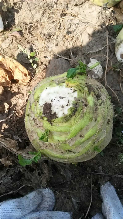 唐山粮食种植|滦南县学莉家庭农场 