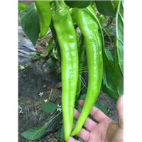 辣椒