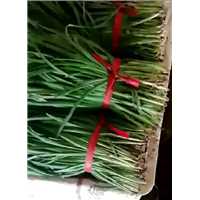 韭菜