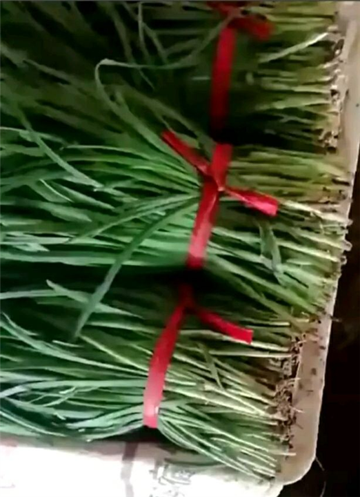 韭菜 