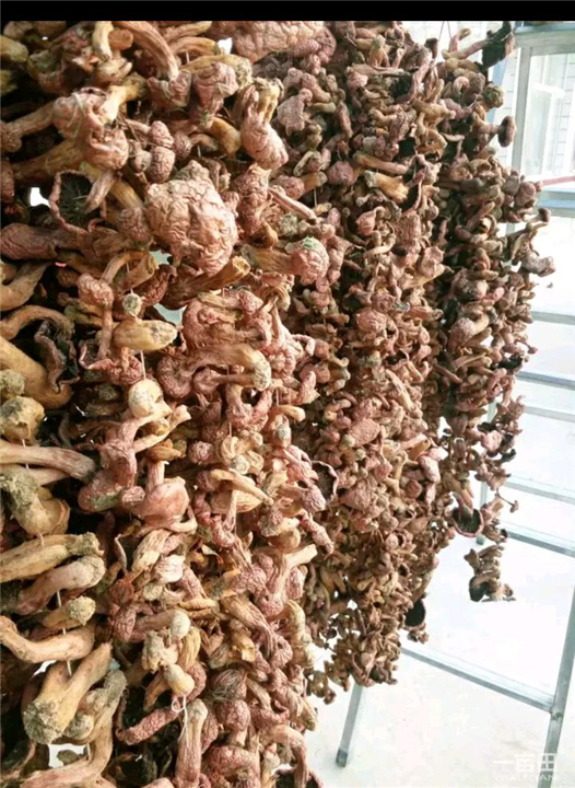 红菇 