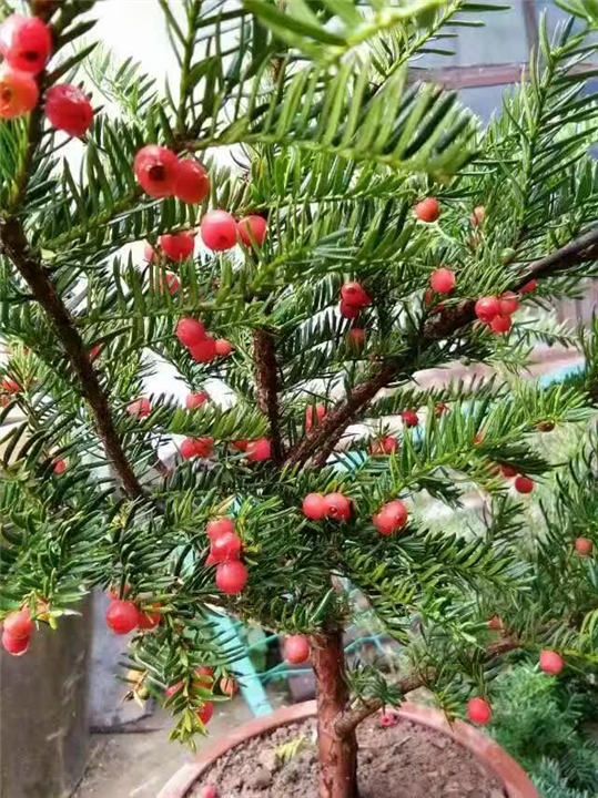 沈阳市浑南区振龙苗木种植园 