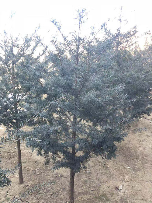 沈阳市浑南区振龙苗木种植园 