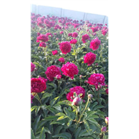 沈阳市浑南区振龙苗木种植园 