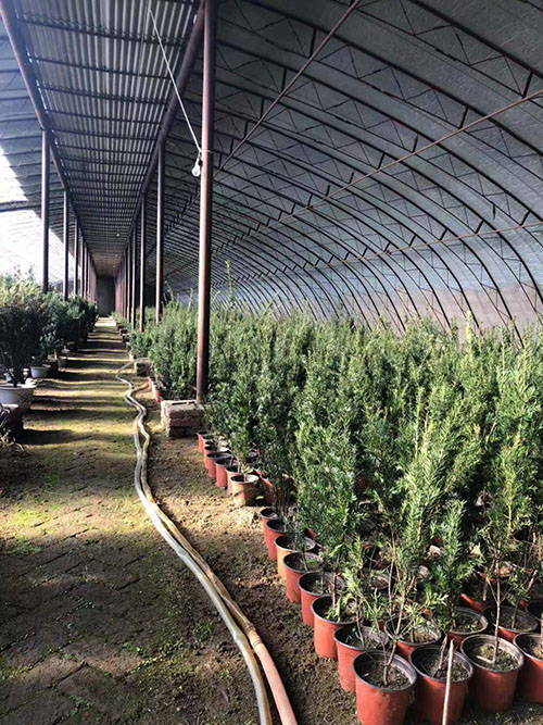 沈阳市浑南区振龙苗木种植园 