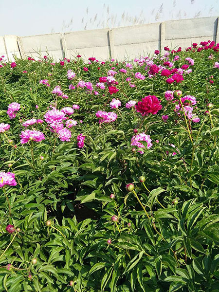 沈阳市浑南区振龙苗木种植园 