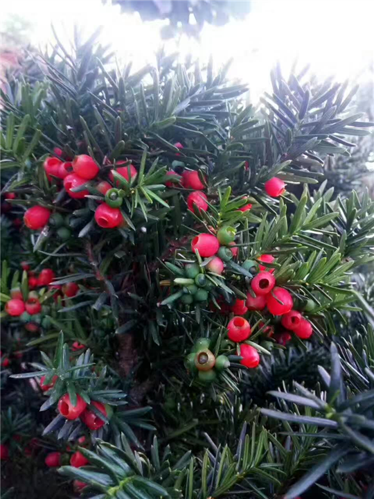 沈阳市浑南区振龙苗木种植园 