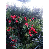 沈阳市浑南区振龙苗木种植园 