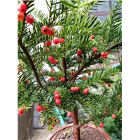 沈阳市浑南区振龙苗木种植园 