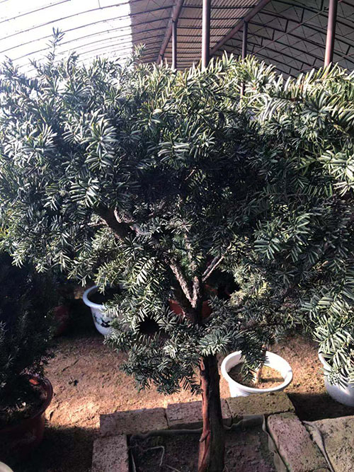 沈阳市浑南区振龙苗木种植园 