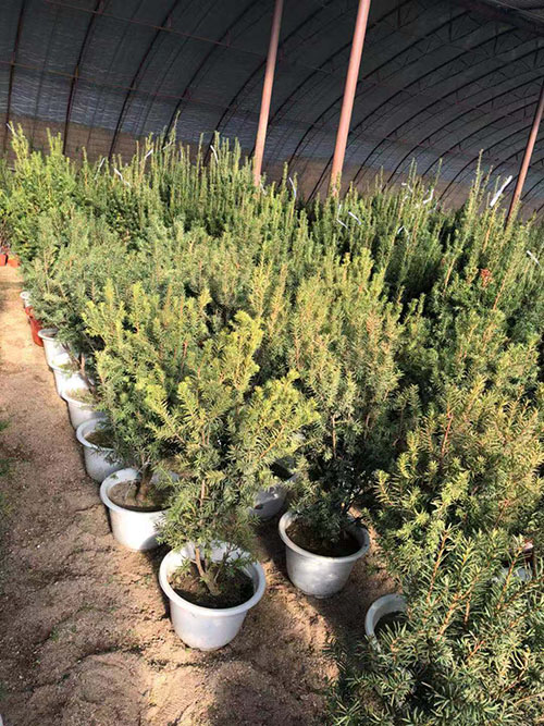 沈阳市浑南区振龙苗木种植园 
