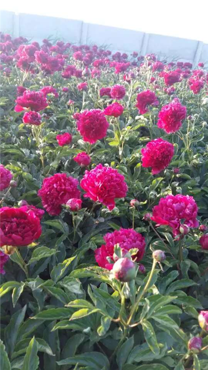 沈阳市浑南区振龙苗木种植园 