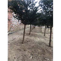 沈阳市浑南区振龙苗木种植园