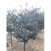 沈阳市浑南区振龙苗木种植园