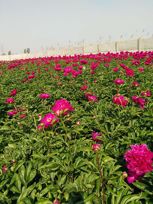 沈阳市浑南区振龙苗木种植园 