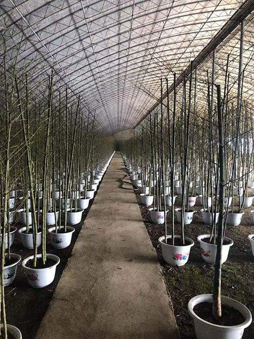 沈阳市浑南区振龙苗木种植园 