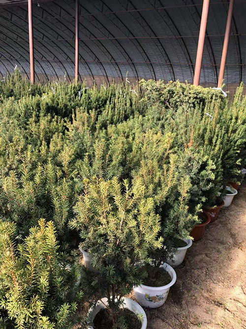 沈阳市浑南区振龙苗木种植园 