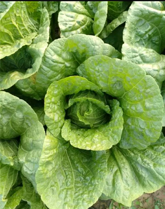 大叶菠菜 