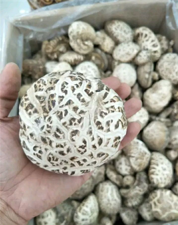 花菇 