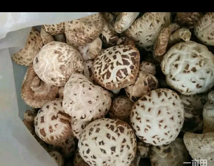 鲜香菇 