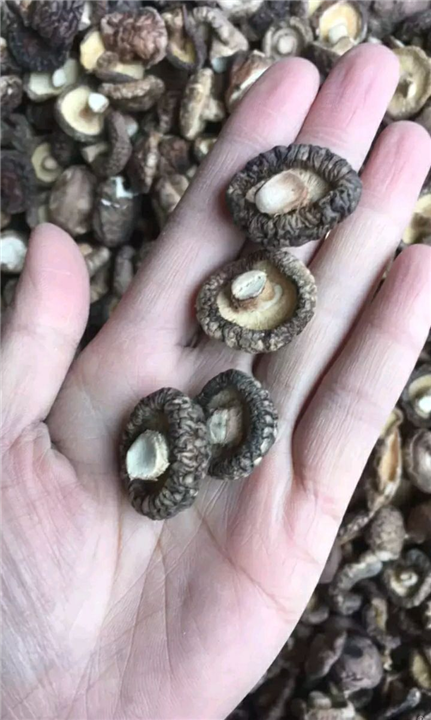 干香菇 