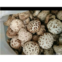 花菇 