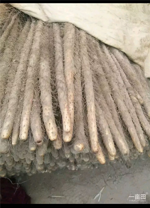 山药 