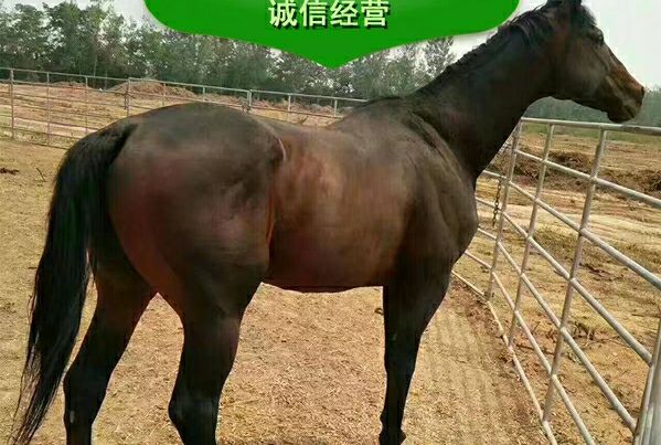 优质马 