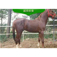 活体马 