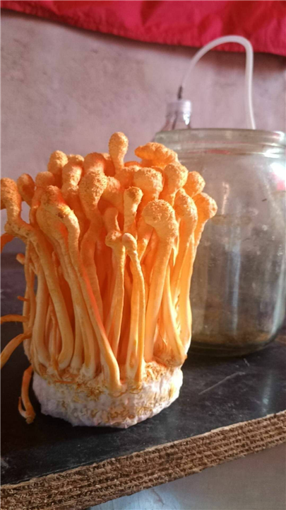 沈阳市安顺虫草种植专业合作社 