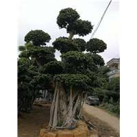 原叶造型小叶榕价格 